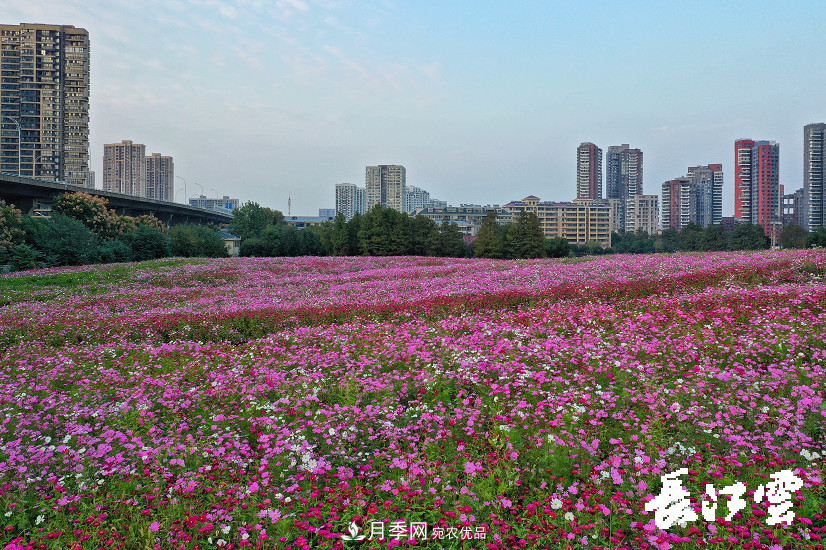 百萬月季集中綻放 “5朵金花”將齊放國慶 扮靚江城武漢(圖5)