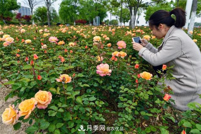 月季廣泛種植應(yīng)用在城市綠化帶，原因是好處多多(圖3)