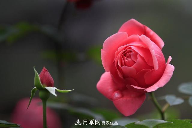 月季不長花苞？做好這幾件事，花期花大又鮮艷(圖1)