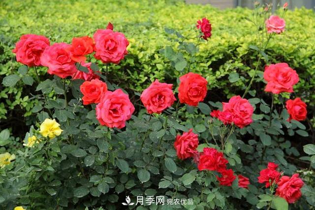 夏季養(yǎng)月季花，澆水施肥都是重點(diǎn)，整錯(cuò)了就黃葉爛根生長(zhǎng)差(圖1)