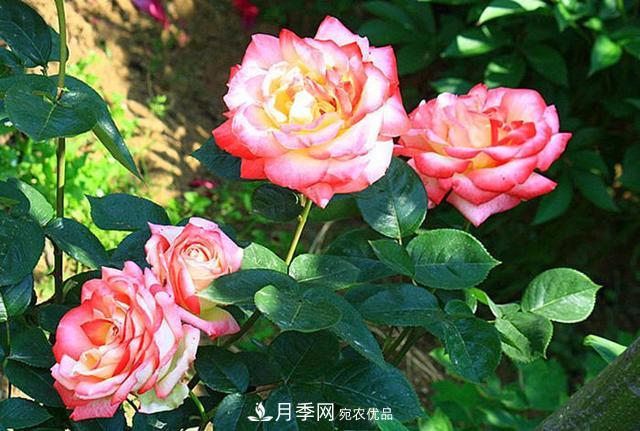 夏季養(yǎng)月季花，澆水施肥都是重點(diǎn)，整錯(cuò)了就黃葉爛根生長(zhǎng)差(圖2)