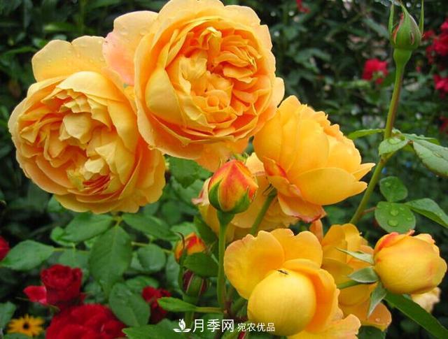 夏季養(yǎng)月季花，澆水施肥都是重點(diǎn)，整錯(cuò)了就黃葉爛根生長(zhǎng)差(圖4)