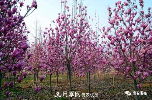 從賣藥材--賣花木---賣盆景 南召玉蘭花木成為現(xiàn)代農(nóng)業(yè)一張絢麗“名片(圖1)