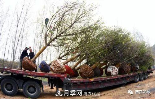 從賣藥材--賣花木---賣盆景 南召玉蘭花木成為現(xiàn)代農(nóng)業(yè)一張絢麗“名片(圖2)