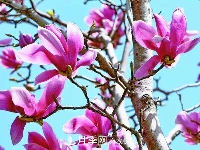 玉蘭為何被稱為“望春花”？北京***老的玉蘭樹在哪里？(圖1)