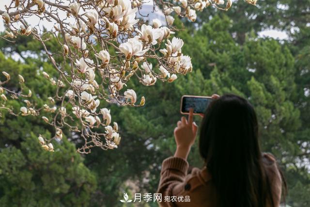 大連勞動(dòng)公園***大的玉蘭樹開花，引得游人爭相留影(圖3)