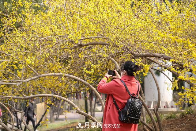 大連勞動(dòng)公園***大的玉蘭樹開花，引得游人爭相留影(圖4)