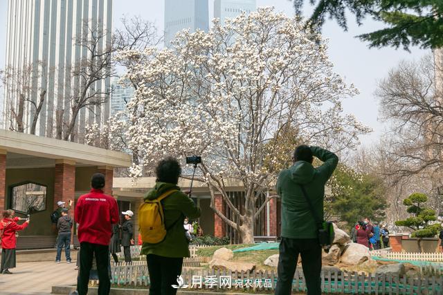 大連勞動(dòng)公園***大的玉蘭樹開花，引得游人爭相留影(圖2)