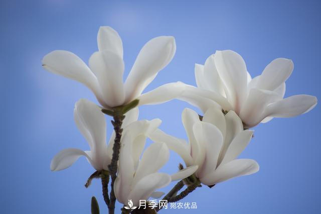 玉蘭樹：花先枝葉開，綻放一樹華(圖1)