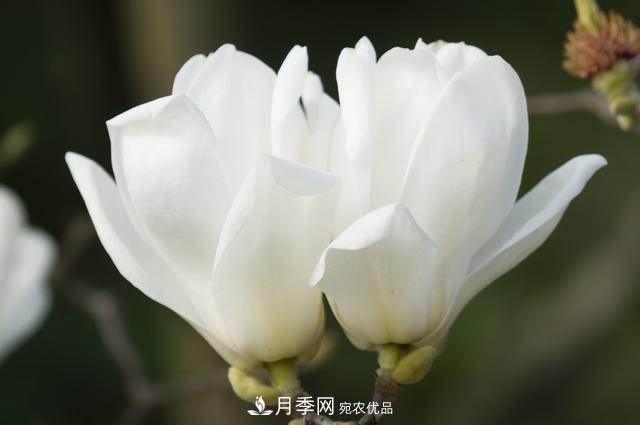 玉蘭樹：花先枝葉開，綻放一樹華(圖4)