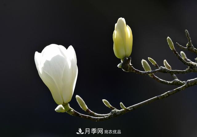 玉蘭樹：花先枝葉開，綻放一樹華(圖3)