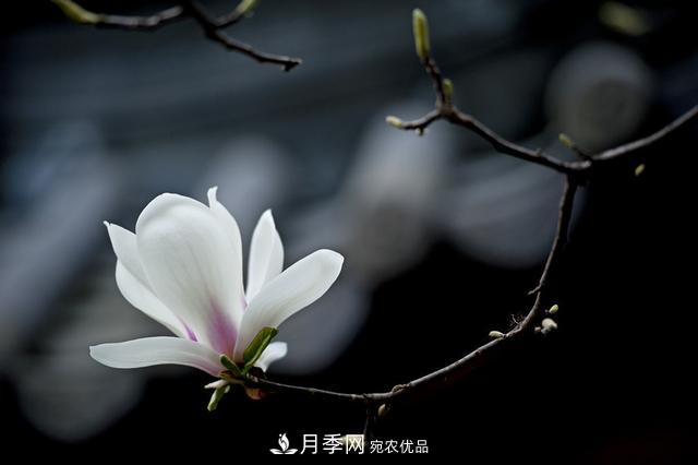 玉蘭樹：花先枝葉開，綻放一樹華(圖7)