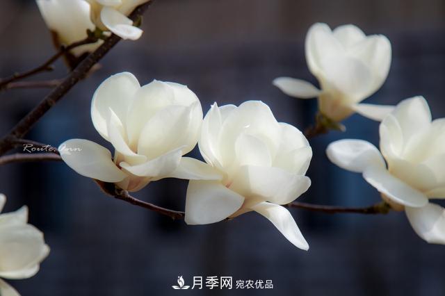 玉蘭樹：花先枝葉開，綻放一樹華(圖6)