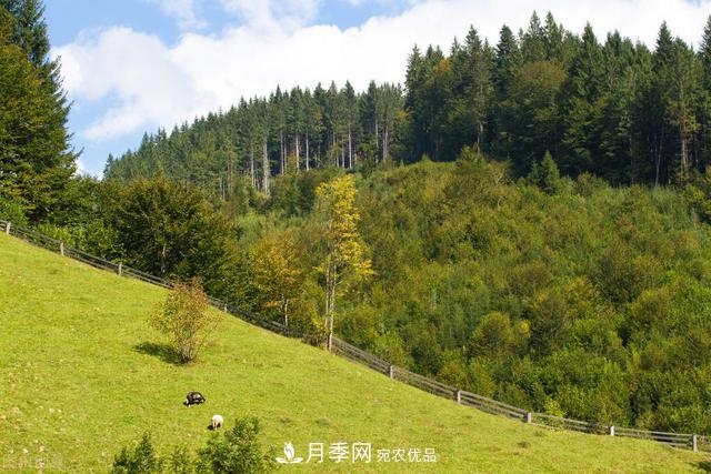 落葉松育苗造林技術(shù)，種植方法既簡單又方便，高產(chǎn)又增收(圖2)