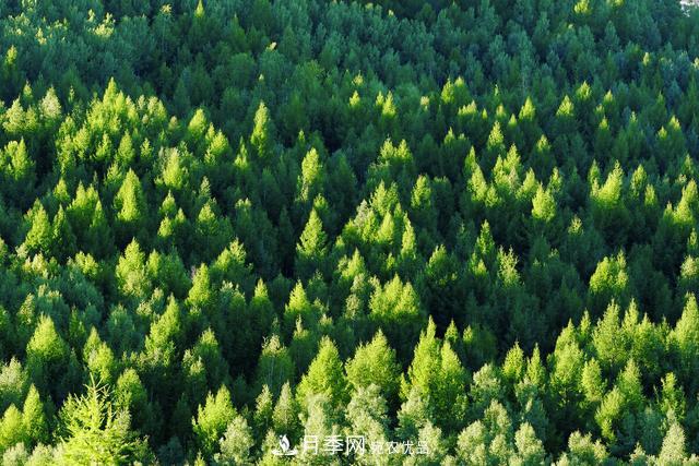 落葉松育苗造林技術(shù)，種植方法既簡單又方便，高產(chǎn)又增收(圖1)