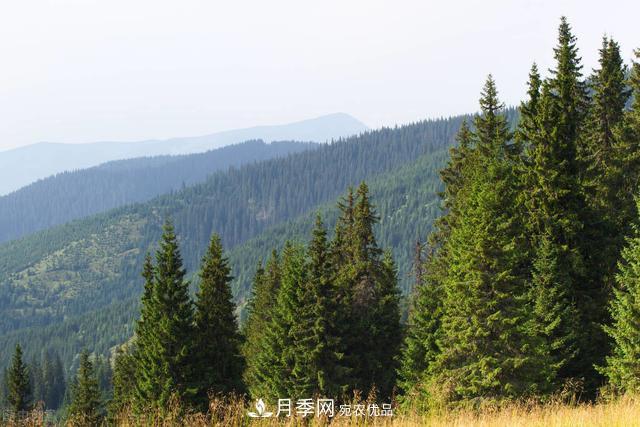 落葉松育苗造林技術(shù)，種植方法既簡單又方便，高產(chǎn)又增收(圖4)