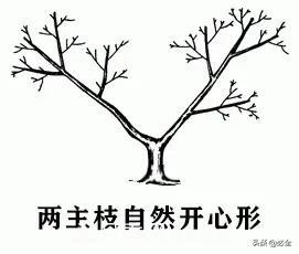 苗木的樹形怎么區(qū)分？(圖3)