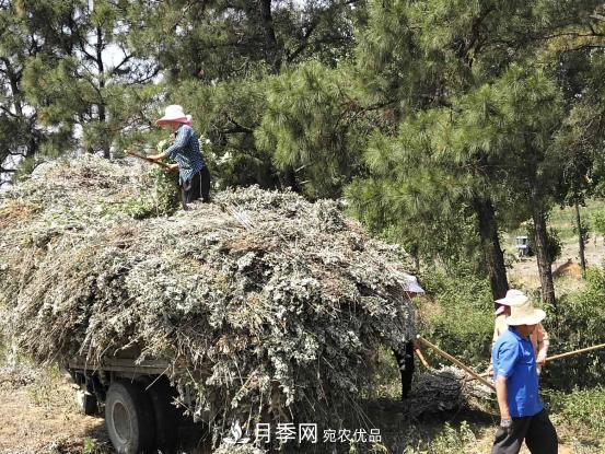 南陽市桐柏縣黃崗鎮(zhèn)：山間艾草變身脫貧致富“金葉子”(圖2)