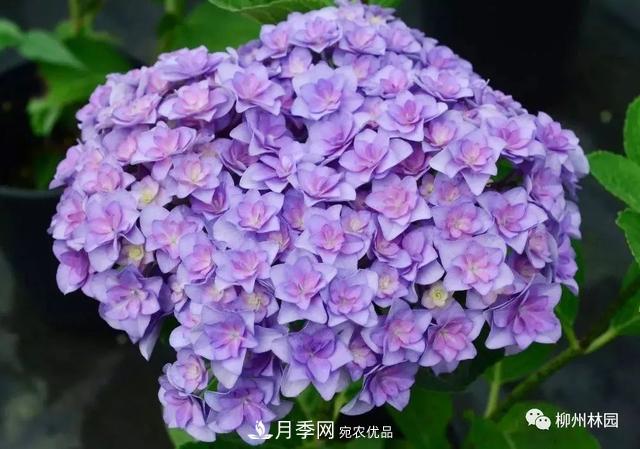 植物花木界的色彩魔法師——繡球花(圖9)