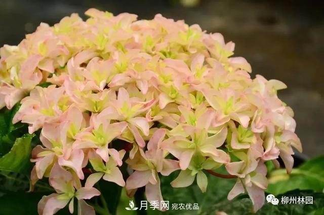 植物花木界的色彩魔法師——繡球花(圖12)