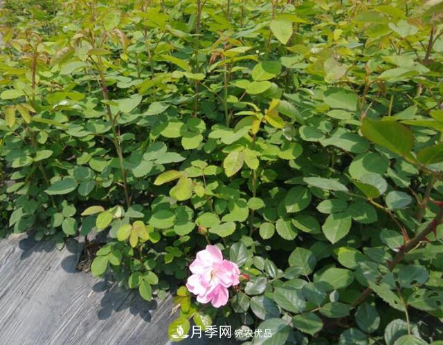 月季為什么會出現(xiàn)盲芽，其實多數與種植習慣有關(圖3)