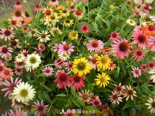 小花園攻略：小型喬木和月季花卉更配喔(圖7)