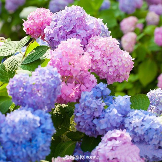 小花園攻略：小型喬木和月季花卉更配喔(圖10)