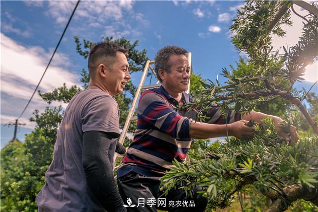 一樹一景，湖南長沙花木造型師的“雙搶”季(圖1)