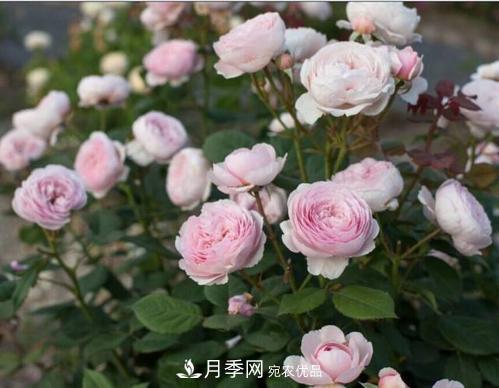 月季花長花苞后，及時給它施一種肥，不然影響正常開花(圖2)