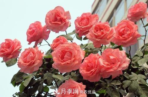 月季花長花苞后，及時給它施一種肥，不然影響正常開花(圖3)