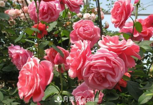 月季花長花苞后，及時給它施一種肥，不然影響正常開花(圖1)