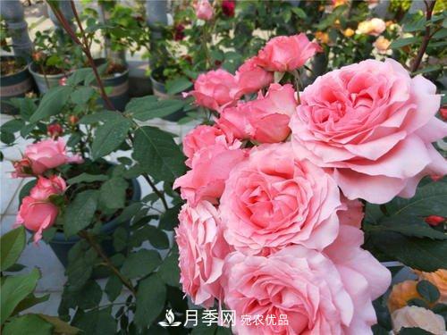 月季花長花苞后，及時給它施一種肥，不然影響正常開花(圖4)