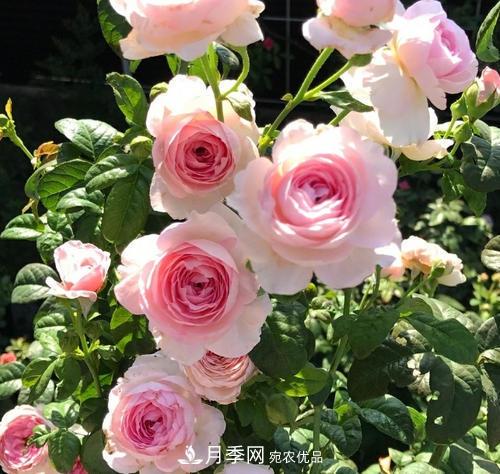 夏天養(yǎng)月季花，了解掌握4個(gè)要點(diǎn)，秋花開爆盆(圖1)