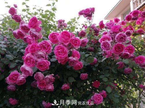 夏天養(yǎng)月季花，了解掌握4個(gè)要點(diǎn)，秋花開爆盆(圖4)