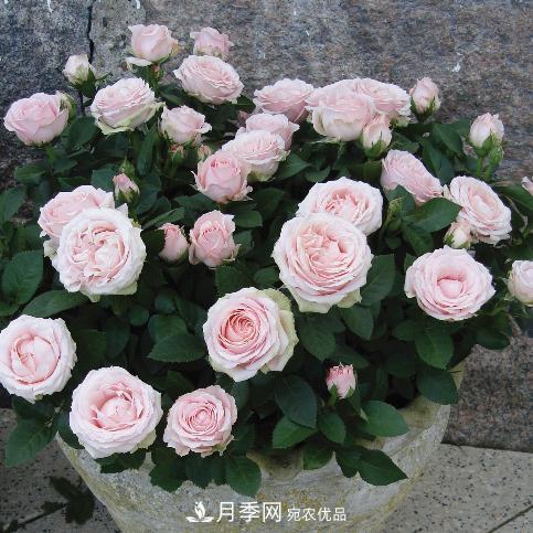 夏天養(yǎng)月季花，了解掌握4個(gè)要點(diǎn)，秋花開爆盆(圖2)