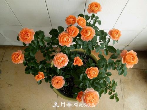 夏天養(yǎng)月季花，了解掌握4個(gè)要點(diǎn)，秋花開爆盆(圖5)