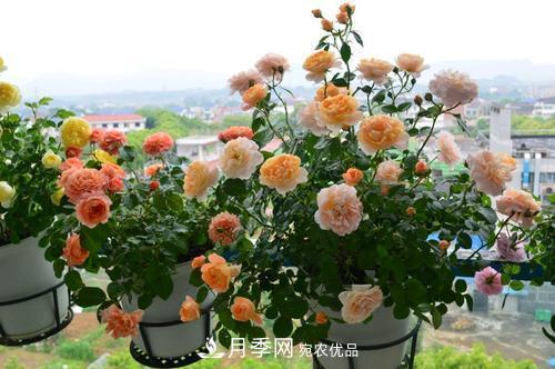 夏天養(yǎng)月季花，了解掌握4個(gè)要點(diǎn)，秋花開爆盆(圖3)