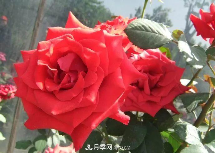 紅衣主教大花月季，花型漂亮，非常耐開(圖2)