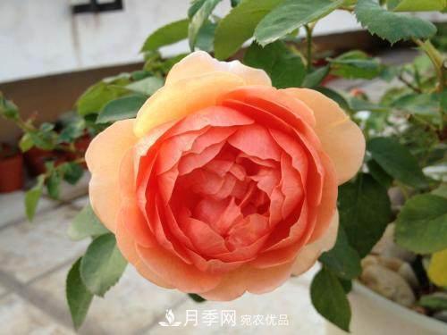 月季界的4大開(kāi)花品種，養(yǎng)2種就擁有一個(gè)花園(圖4)