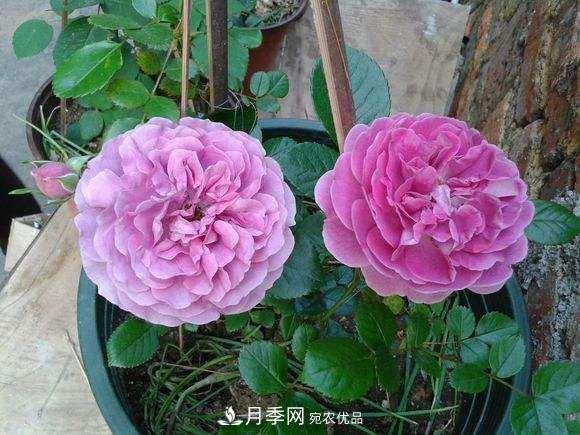 月季界的4大開(kāi)花品種，養(yǎng)2種就擁有一個(gè)花園(圖3)