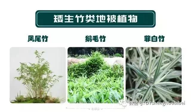 苗木必備基本常識(shí)手冊(cè)(圖17)