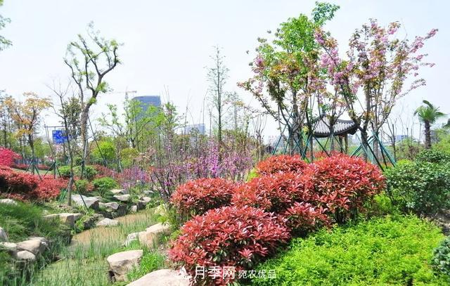 這些中國著名苗木產地你知道幾個？值得收藏！(圖1)