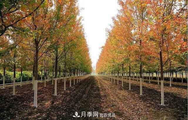 這些中國著名苗木產地你知道幾個？值得收藏！(圖5)