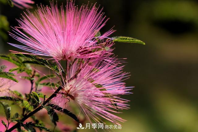 2020年度全國(guó)苗木供需分析報(bào)告，這些苗木市場(chǎng)需求大(圖6)