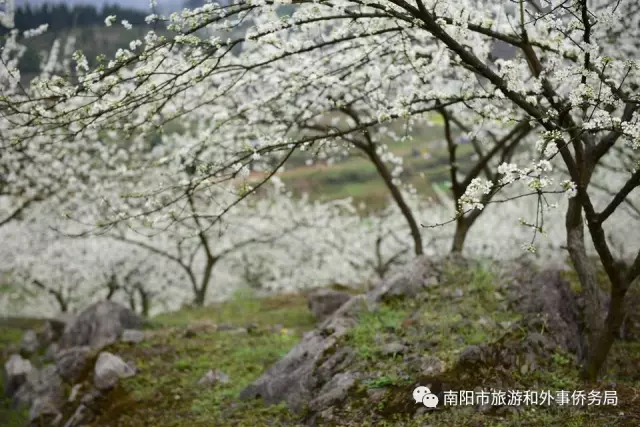 南陽旅游大發(fā)展：月季樹藝 齊爭芬芳 百花開放 滿園春色(圖7)