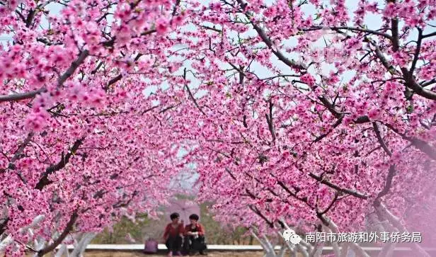 南陽旅游大發(fā)展：月季樹藝 齊爭芬芳 百花開放 滿園春色(圖9)