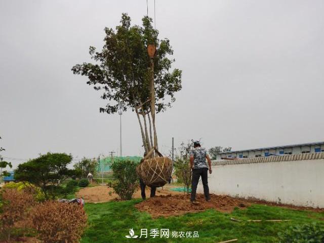 夏季綠化移栽樹木苗木之關(guān)鍵(圖1)