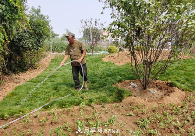 夏季綠化移栽樹木苗木之關(guān)鍵(圖3)