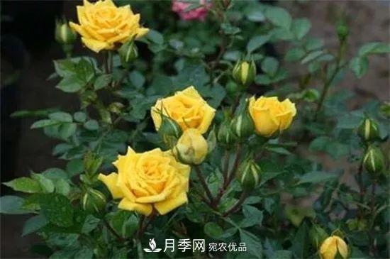 什么樹可以嫁接月季花？月季嫁接有什么好處？(圖2)