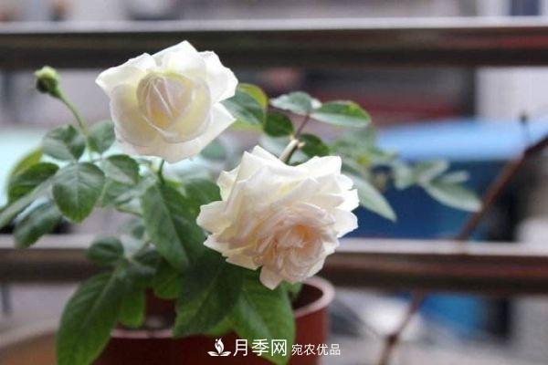 什么樹可以嫁接月季花？月季嫁接有什么好處？(圖3)